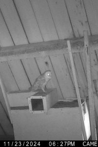 kerkuil wildcamera